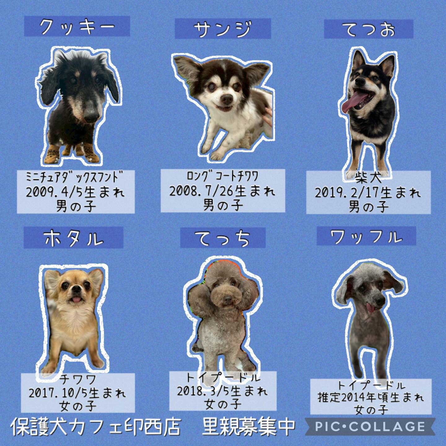 犬の里親募集2026｜審査の真相と費用相場・後悔ゼロの迎え入れ手順