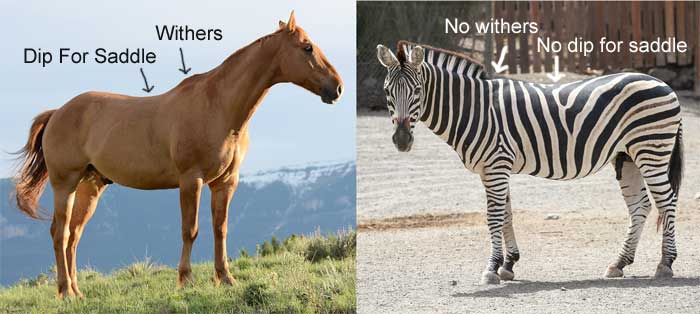 Zebra vs Horse Difference