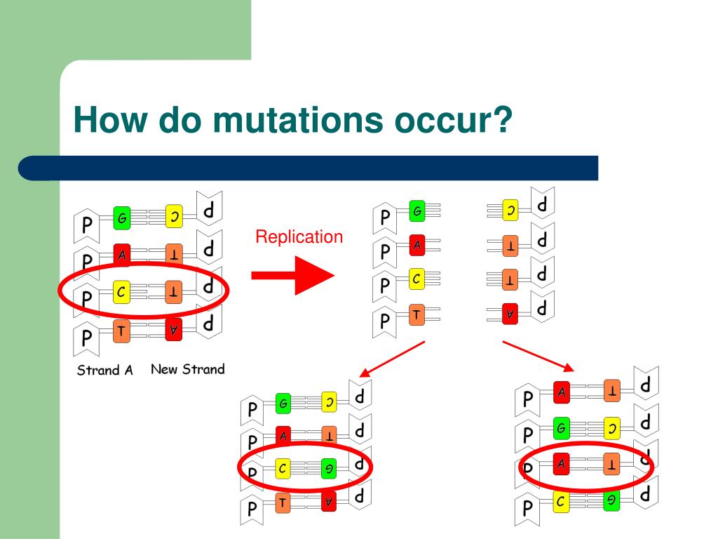 How Do Mutations Occur During Dna Replication