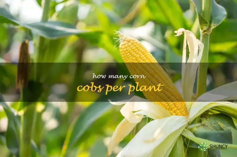 How Many Corn per Plant