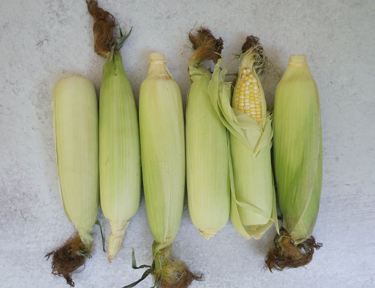 How to Store Sweet Corn in the Husk