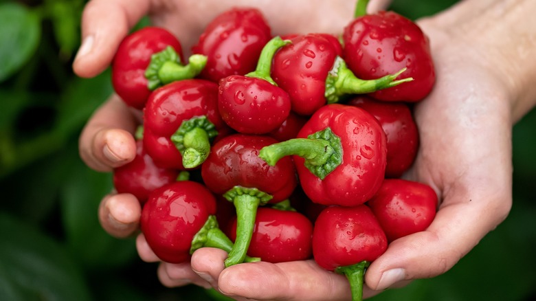 What Is Pimento Pepper