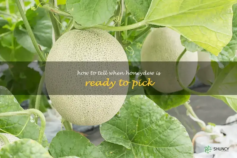 How Do You Pick a Ripe Honeydew