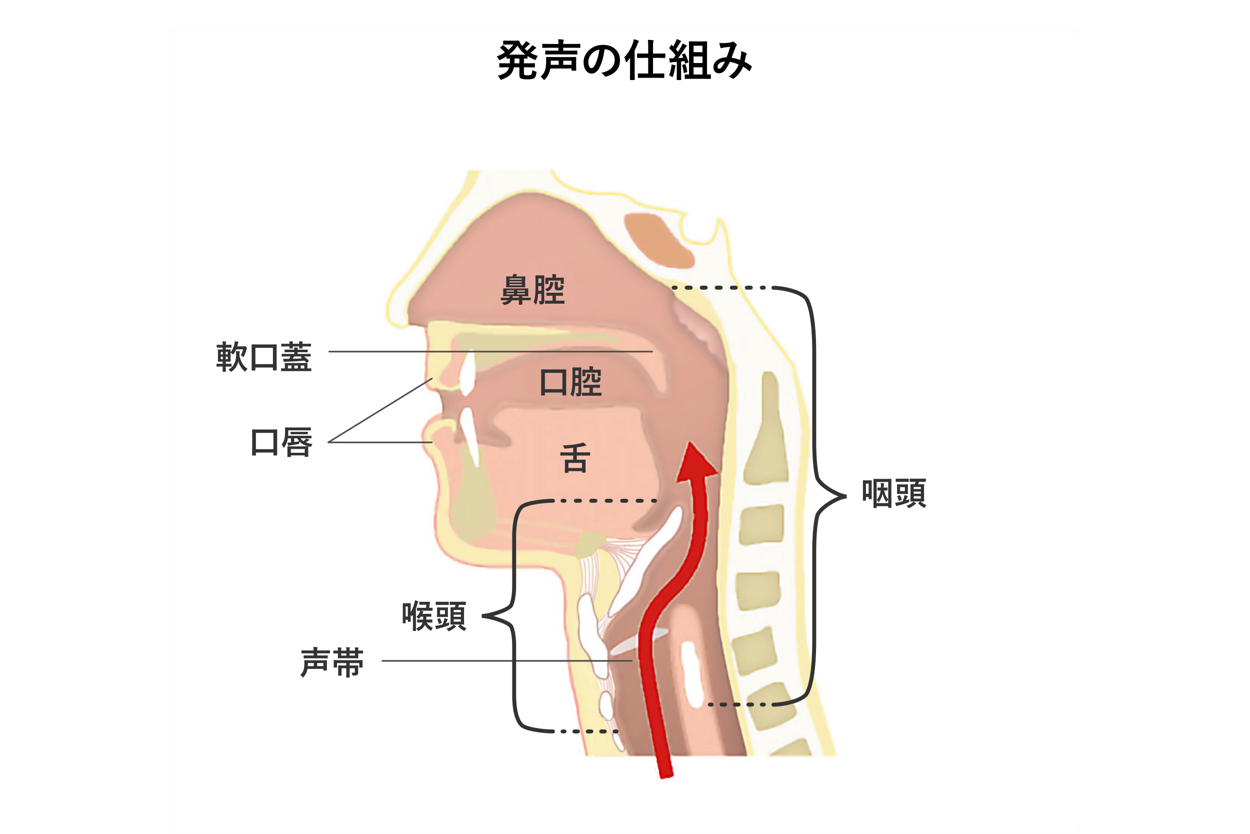 声がかすれる原因と危険な病気のサイン｜痛くない時の受診目安と治し方