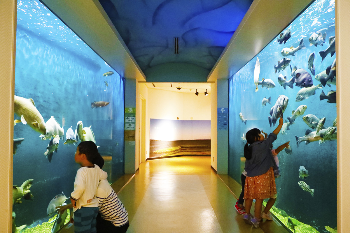 島根・宍道湖自然館ゴビウスはなぜ人気？見どころや所要時間を徹底解説！