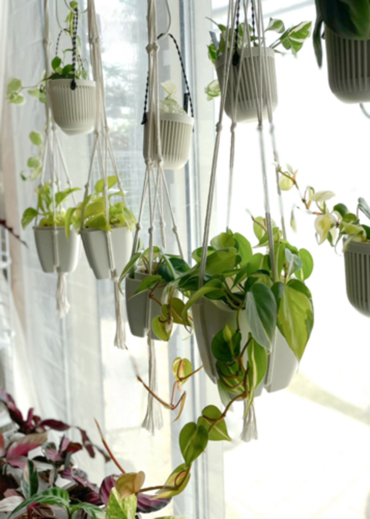 100均で観葉植物を吊るす！賃貸でも落ちない最強裏ワザと盲点