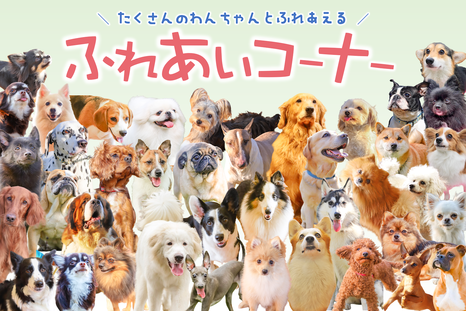 世界の名犬牧場のリアルな評判と真相｜噂の検証と2026年最新ガイド