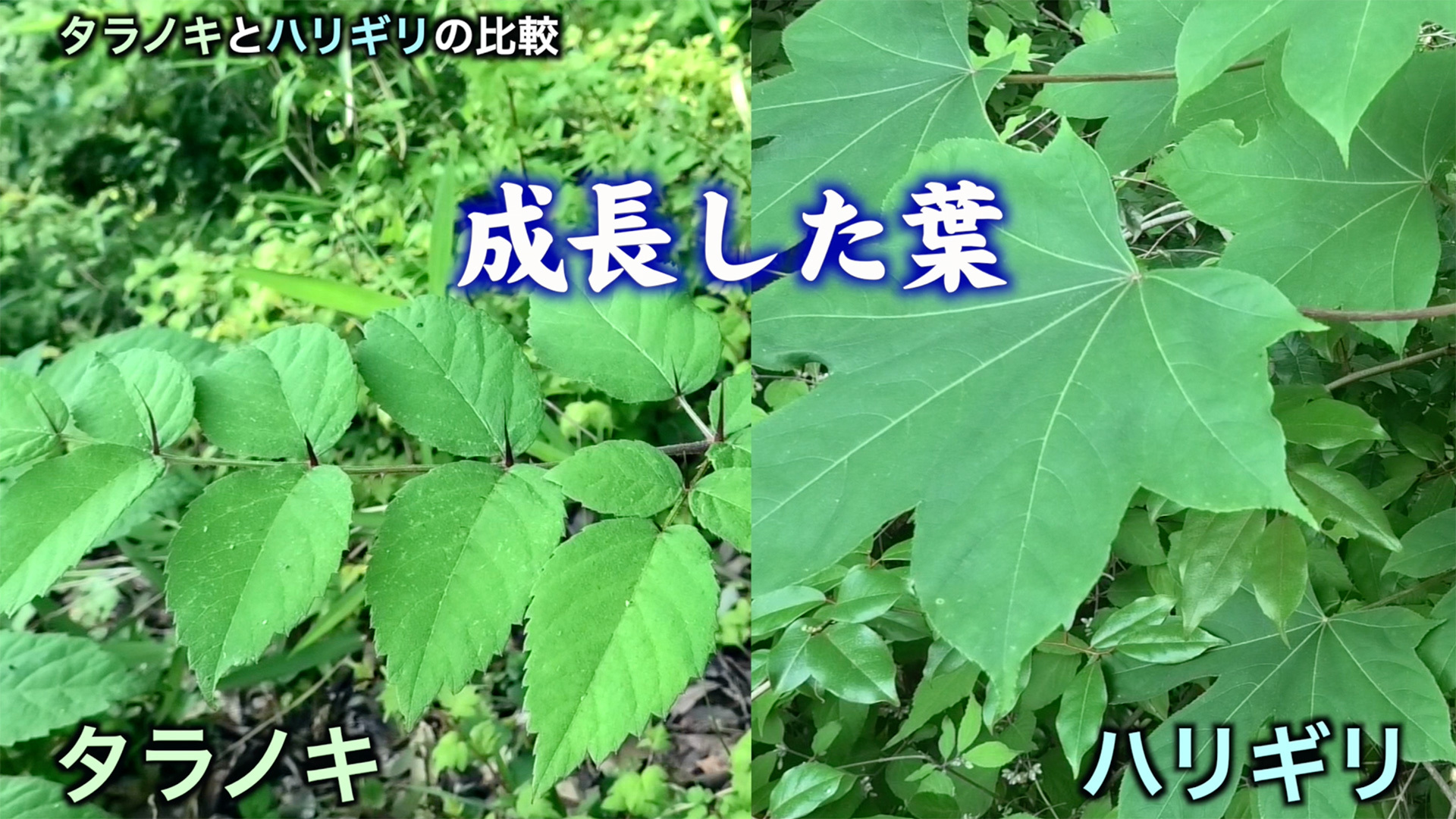 タラの木の見分け方完全ガイド！猛毒ウルシとの違いと誤食防止の鉄則