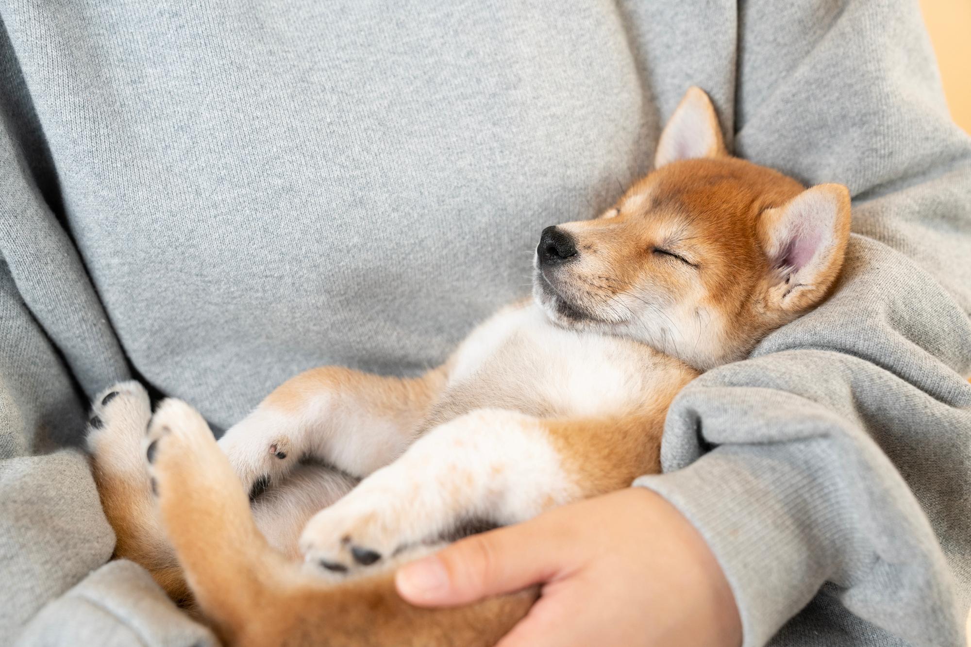 犬がくっついて寝る心理とは？場所別の意味と愛犬のSosを見抜く基準