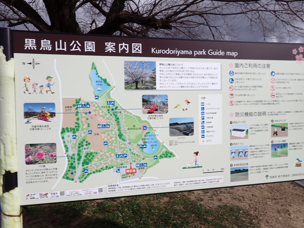 黒鳥山公園の夜桜ライトアップ解禁！混雑回避と最新穴場スポット