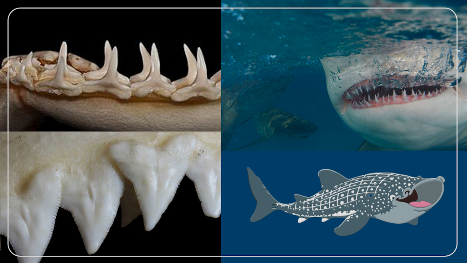 How Many Teeth Does a Shark Have in Its Lifetime