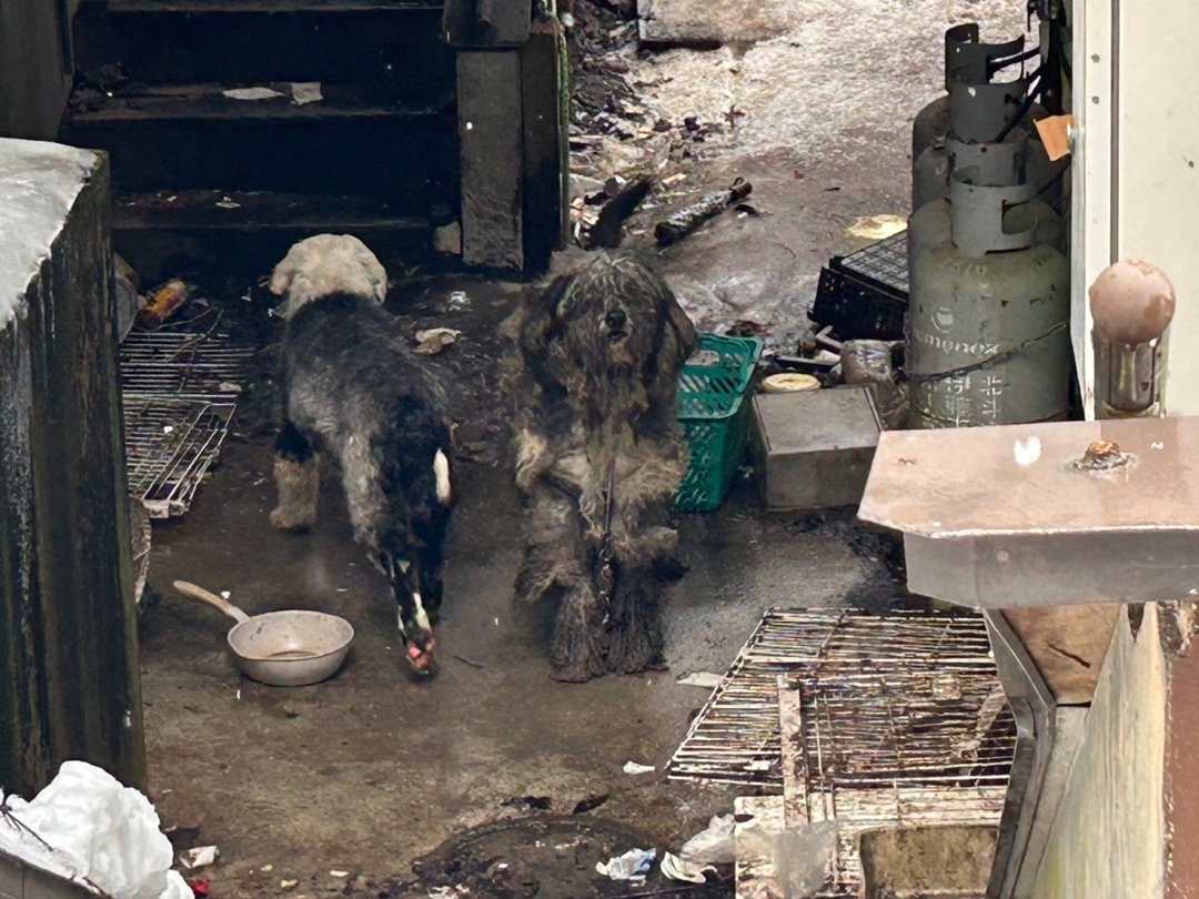 愛犬が息を引き取ったらどうする？直後の遺体安置から火葬・死亡届の手順