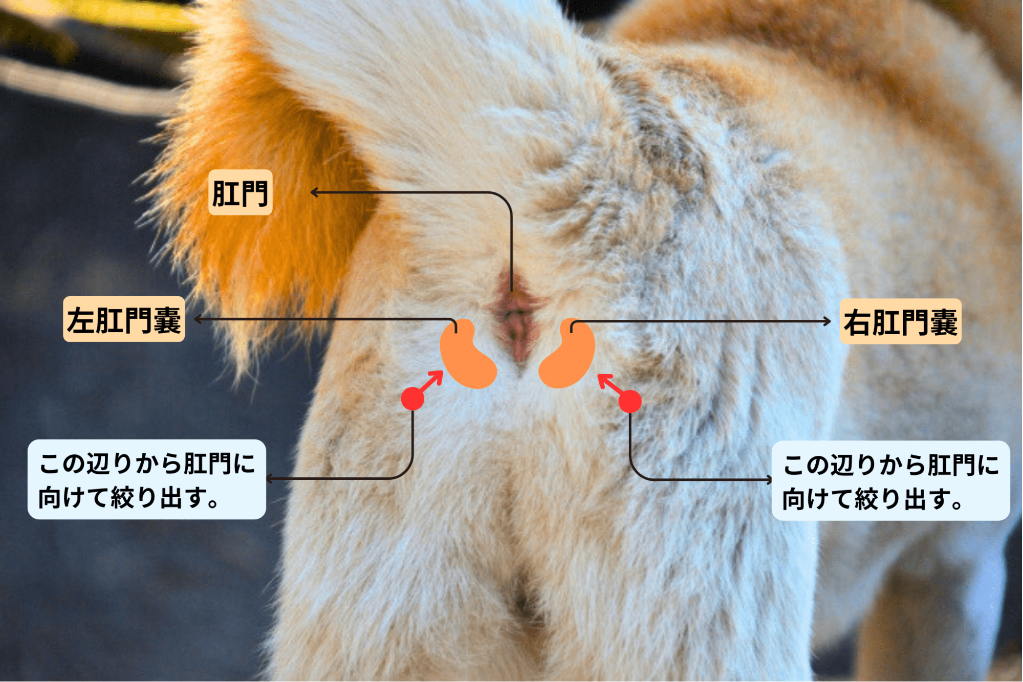 ロピア港北インター店はなぜ安い？混雑回避の裏ワザと人気惣菜を徹底解剖
