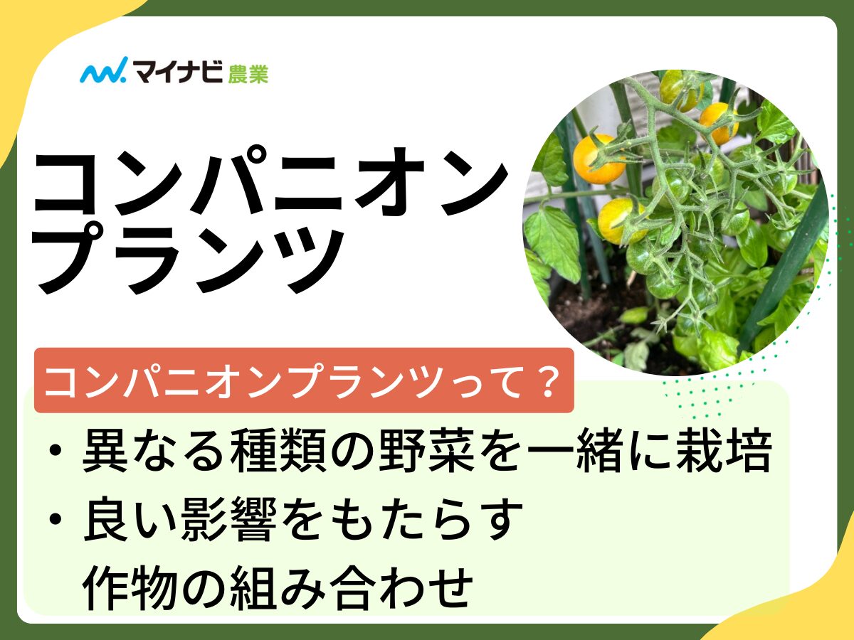 野菜が劇的に育つ！コンパニオンプランツNg相性と2026年最新の混植一覧