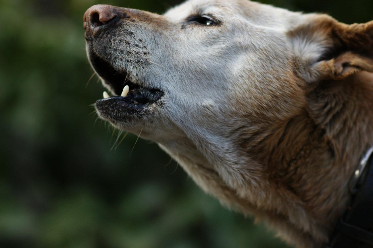 犬の遠吠えの理由とは？サイレン反応や夜鳴きに潜むSosと正しい対処法