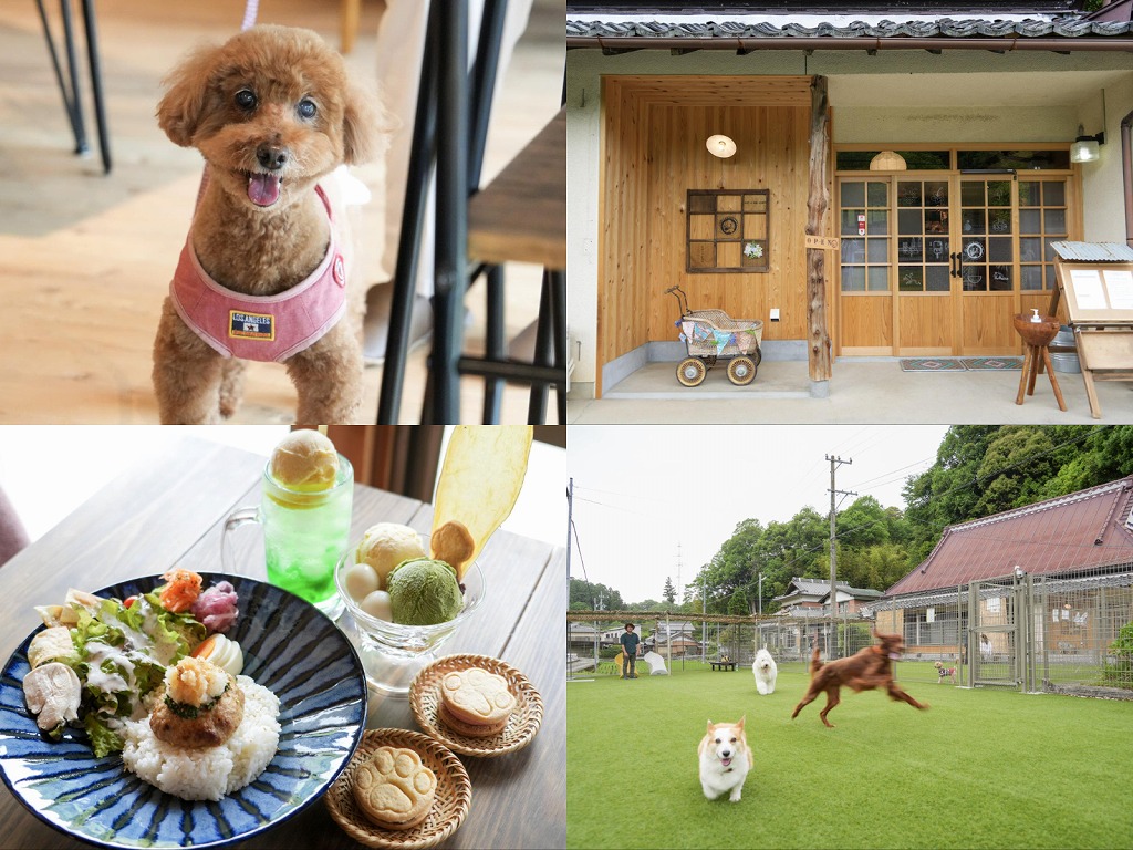 犬と行けるカフェ2026最前線！愛犬家が殺到する名店と失敗防ぐ極意
