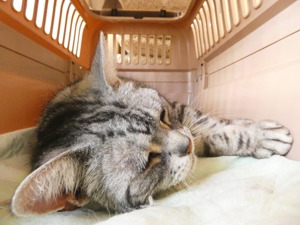 猫の呼吸でお腹が動くのは危険？見逃せない病気サインと緊急度