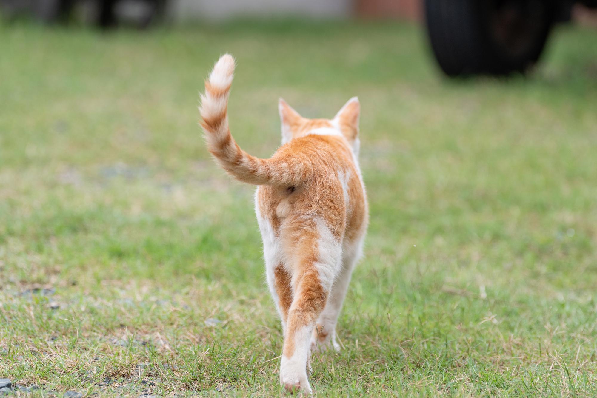 猫が尻尾を左右に振る本当の理由｜速度で激変する感情と危険サイン