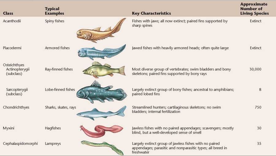 Scientific Classification of Fishes