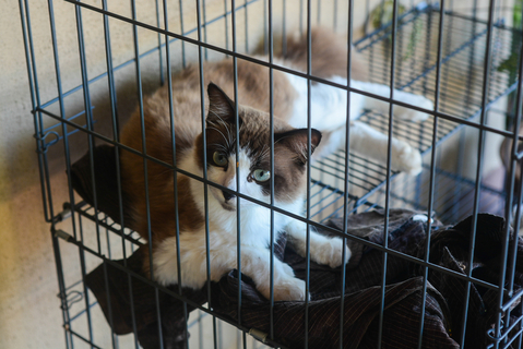 【Wiki風】 猫 留守番 死ん で た 人気理由と評判まとめ #703