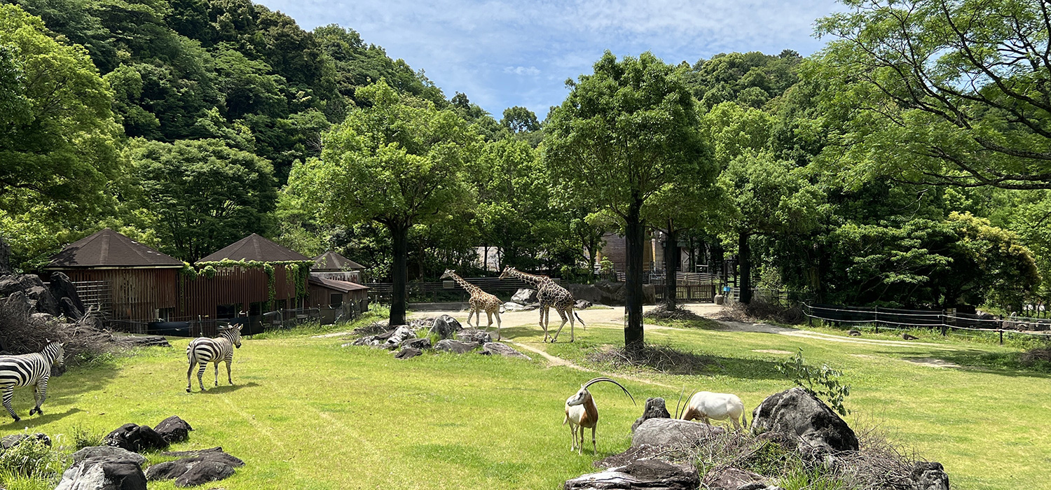 高知県立のいち動物公園が日本一に選ばれた5つの理由と完全攻略法