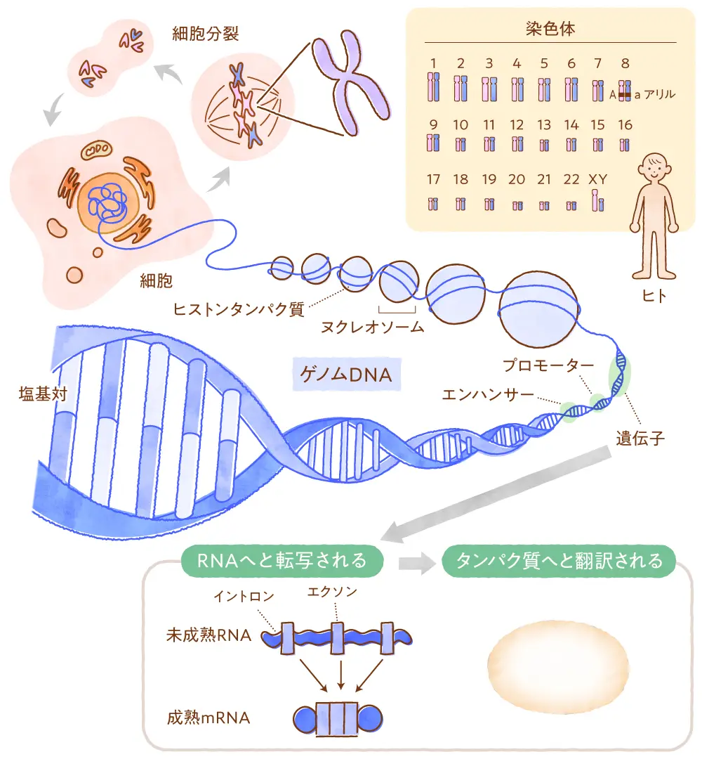 裏起毛とは？裏毛との決定的な違いや暖かさの秘密と意外な盲点を徹底解説