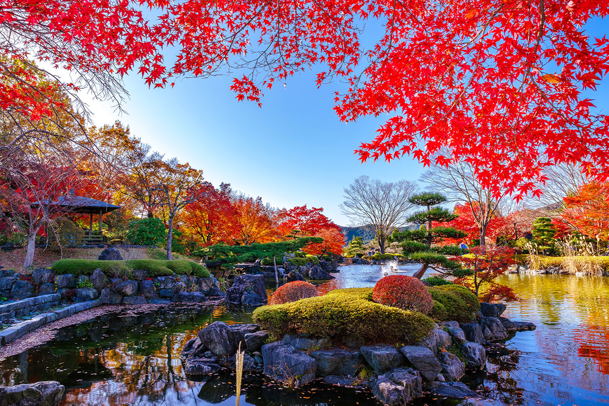 【2026】桜山公園の冬桜と紅葉が競演！見頃と混雑回避法を徹底解剖