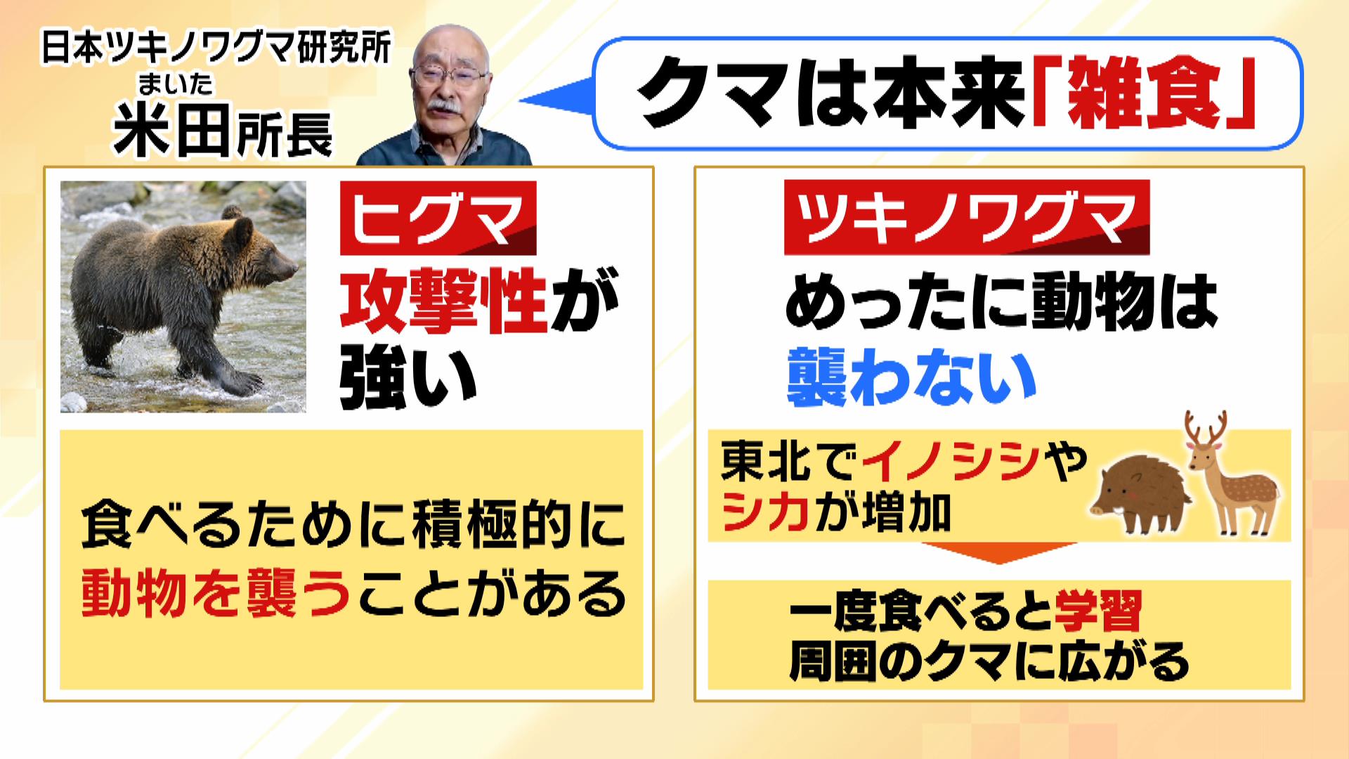 熊は人を食べるのか？2026年、相次ぐ人里出現で深まる謎と生態学が解き明かす「肉食化」の真実