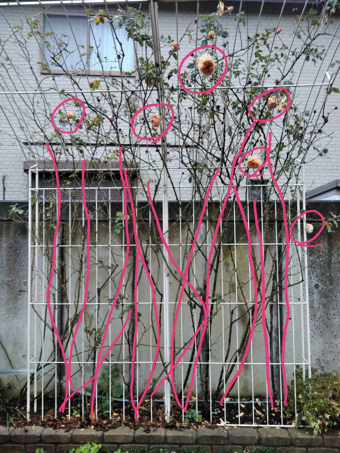 つるバラ誘引の決定版！花数を劇的に増やす枝の倒し方と冬剪定の極意