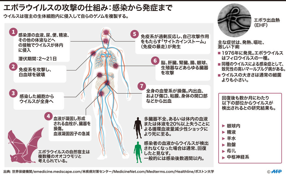 エボラウイルスの起源と自然宿主の謎！致死率90％の正体に迫る