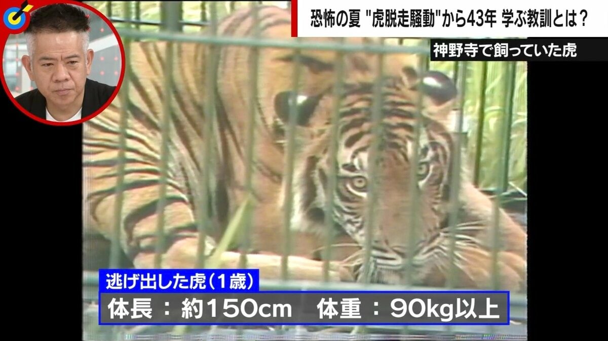 千葉県で虎目撃？噂の真相と過去の脱走劇・動物園情報を徹底検証