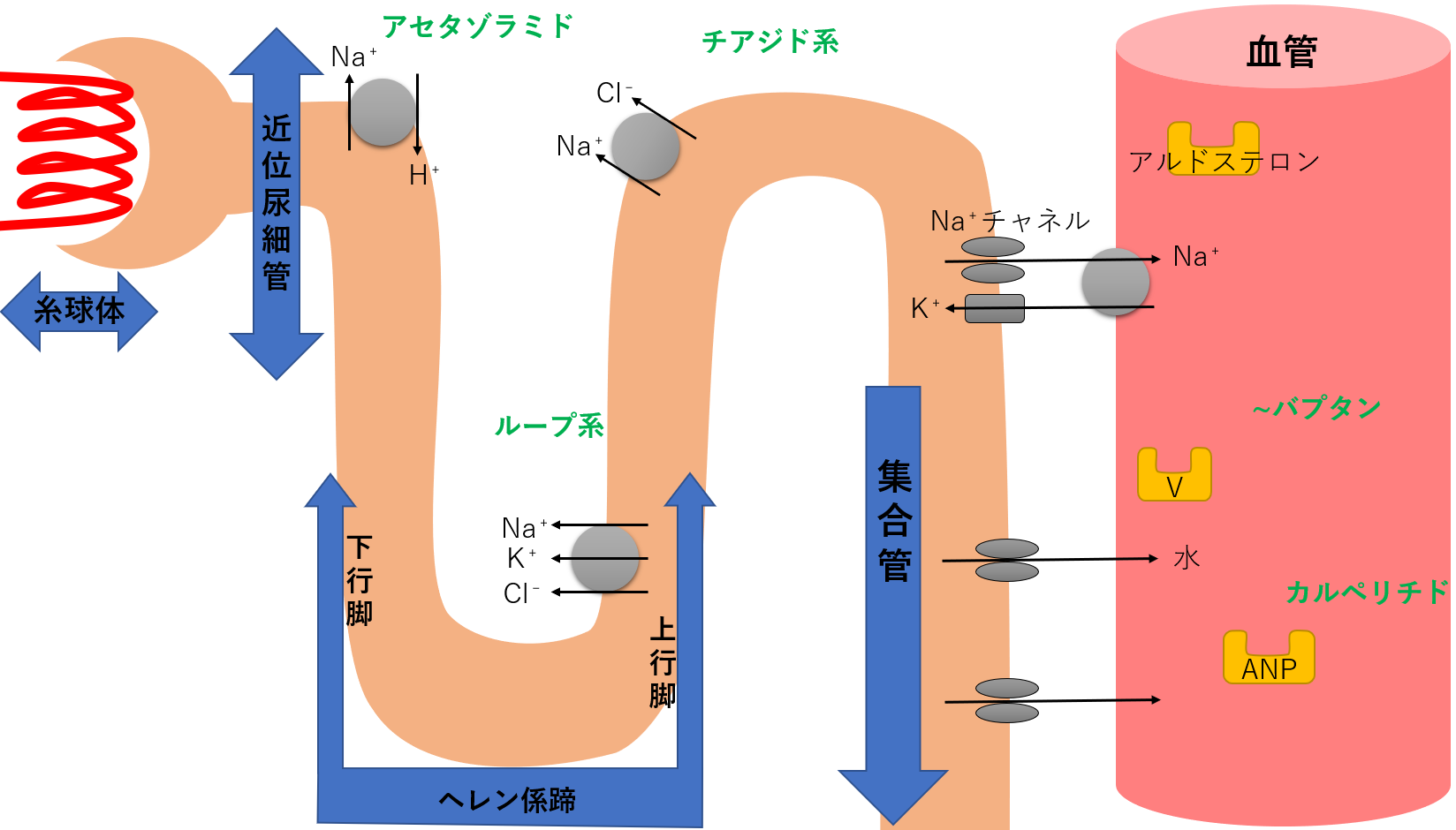 利尿作用とは？仕組みとむくみ解消・脱水の落とし穴を徹底解説【2026】