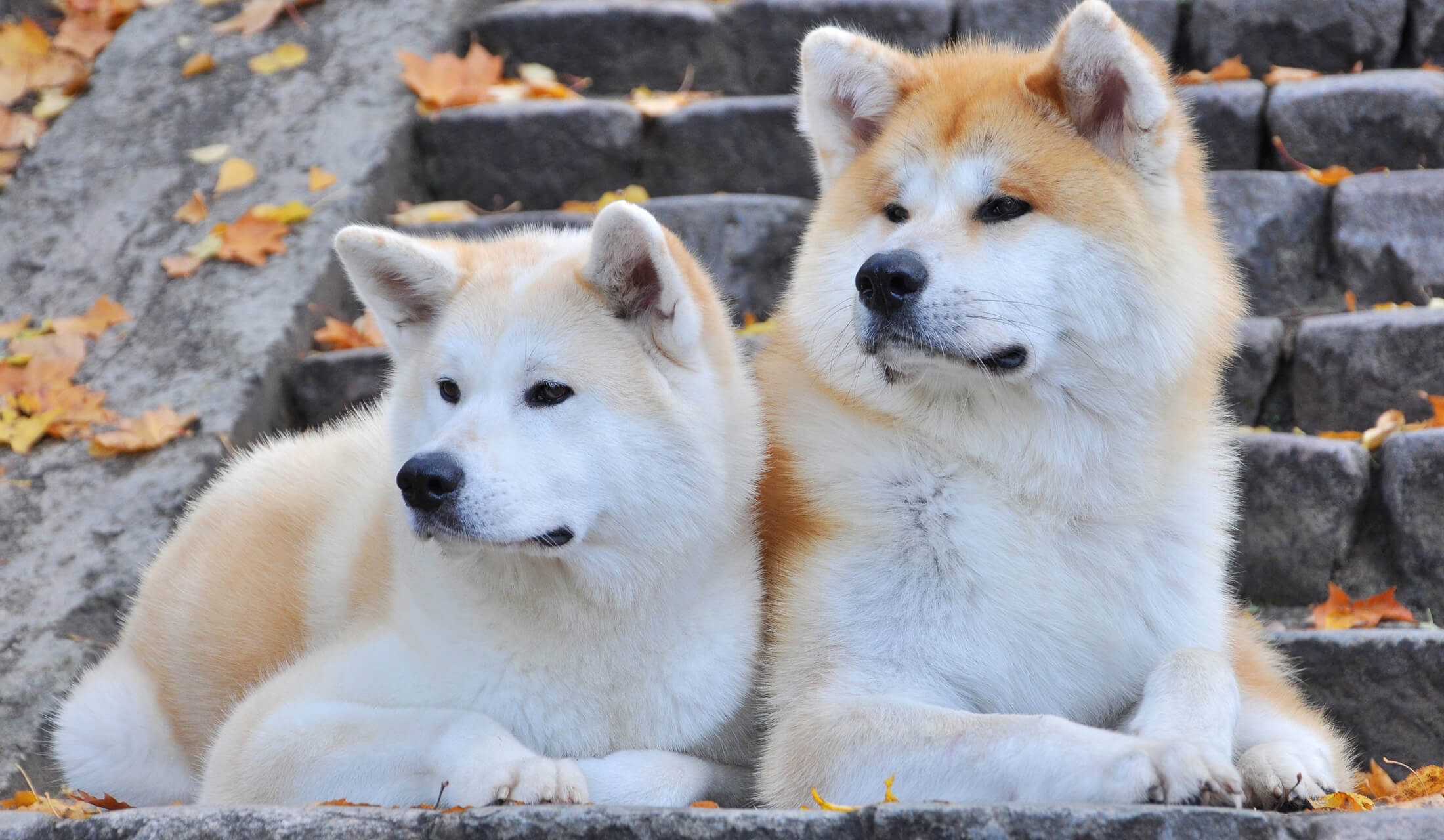 忠犬ハチ公の真実と世界を魅了する秋田犬！知られざる光と影を追う
