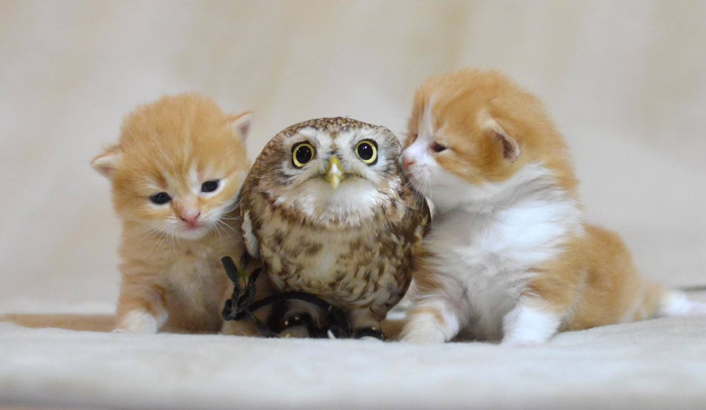 フクロウと猫の仲良し動画に潜む罠？同居の危険性と共存のリアル
