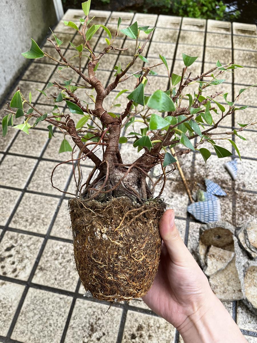 ガジュマルの植え替えを放置すると枯れる？失敗しない時期と土を徹底解説