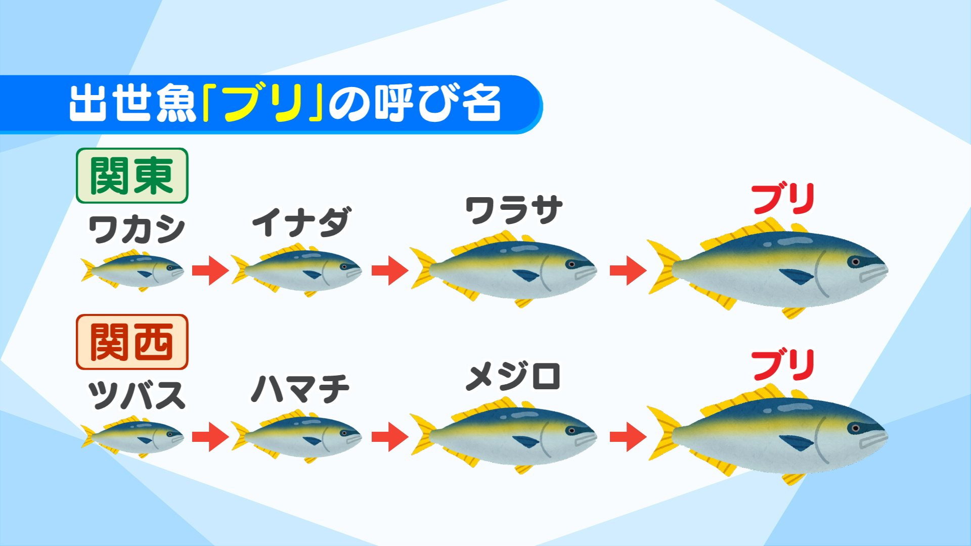 ブリとハマチの違いとは？出世魚の呼び名一覧と関東関西の基準を解説