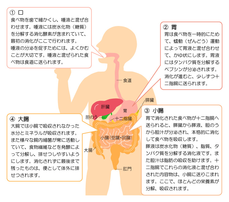 消化試合とは？無意味に見える戦いの意外な見どころと若手育成の真相