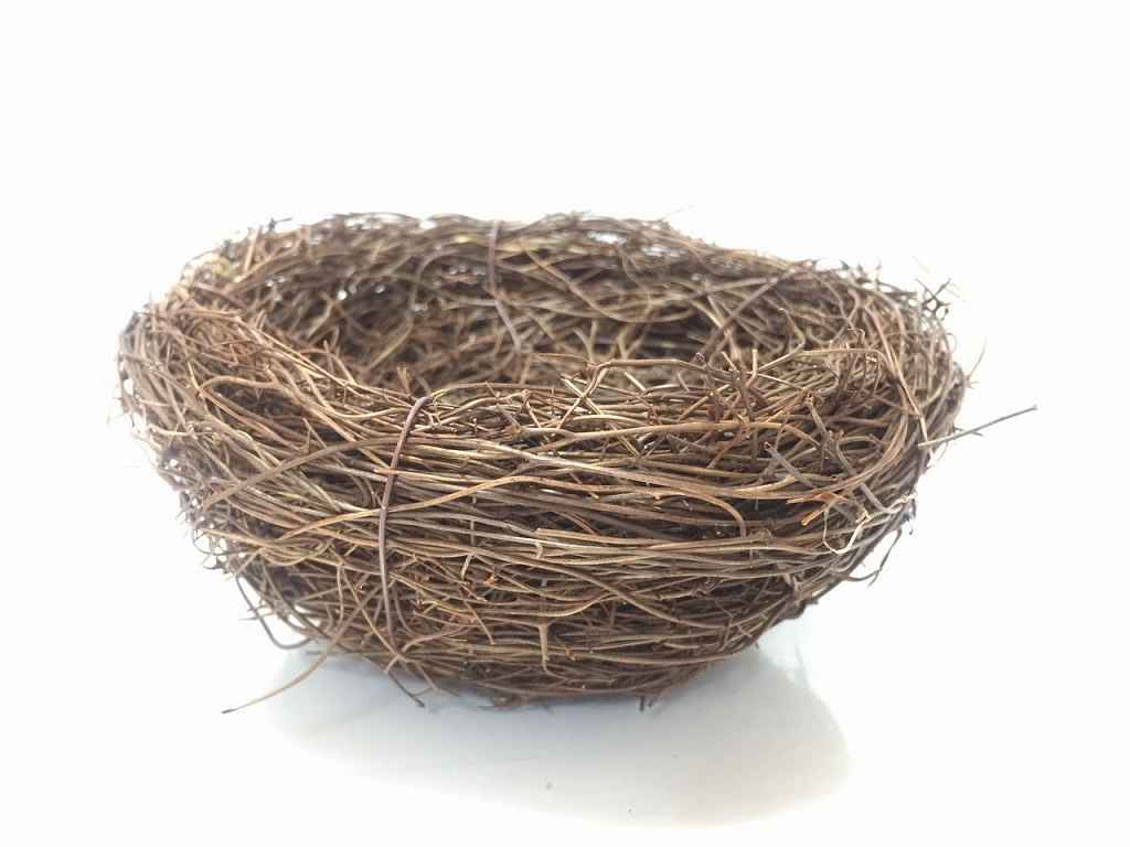 自宅の鳥の巣を勝手に撤去は違法？知っておくべき法律の罠と対処法