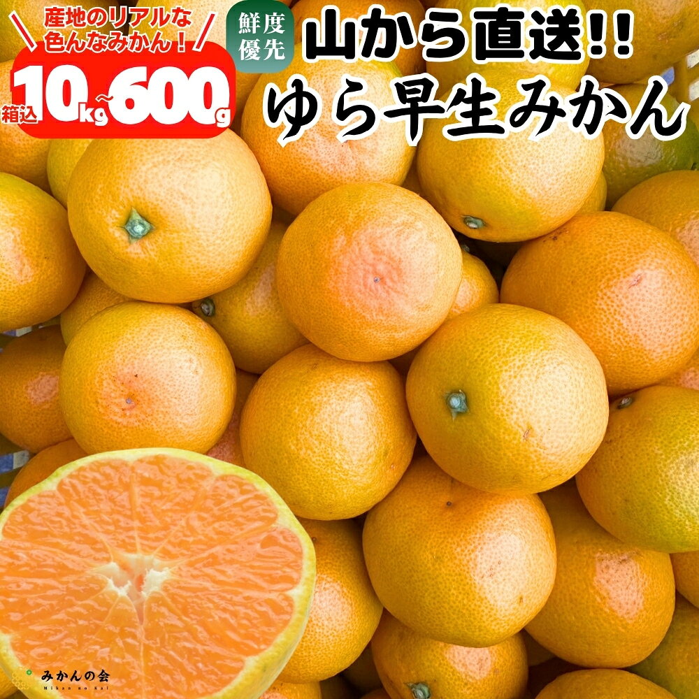 毎日みかんを食べ続けると体はどうなる？健康効果と太る噂の真相