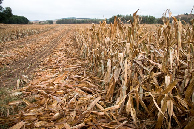 What Do They Do with Corn Stalks