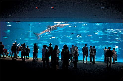 【プロフィール】 い お ワールド かごしま 水族館 2026年最新メディア #911