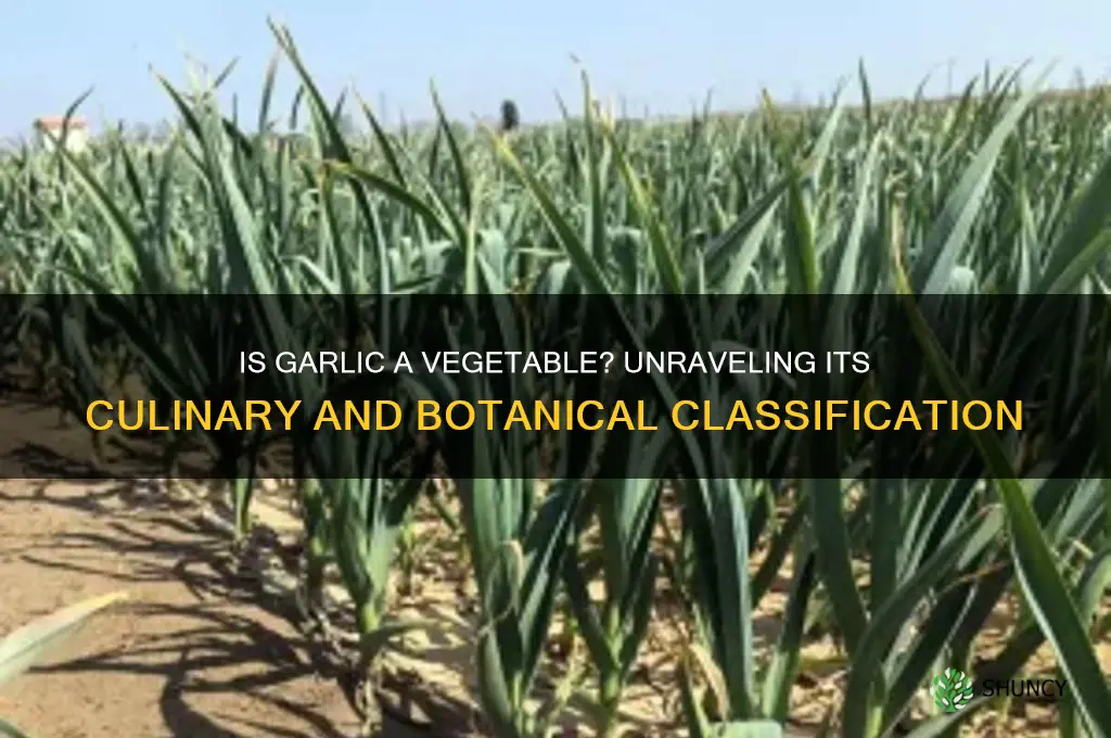 What Is Garlic Classed As