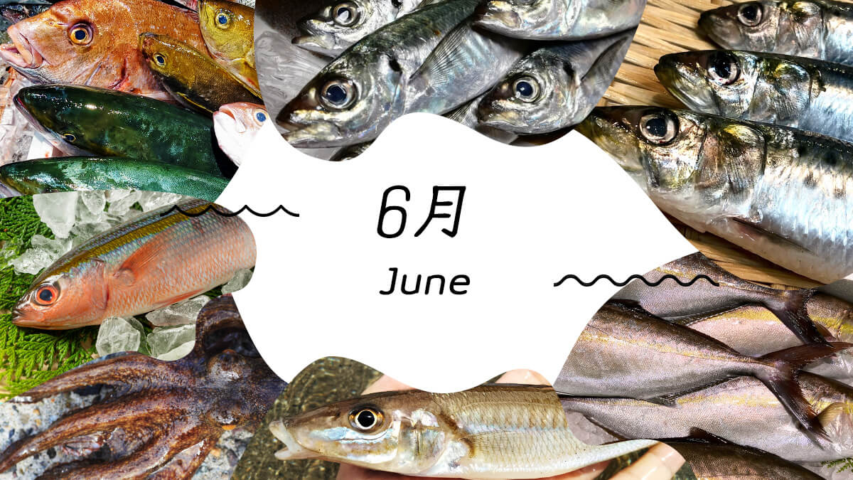6月の旬の魚決定版！梅雨イサキや入梅イワシの極上な味わいと見分け方