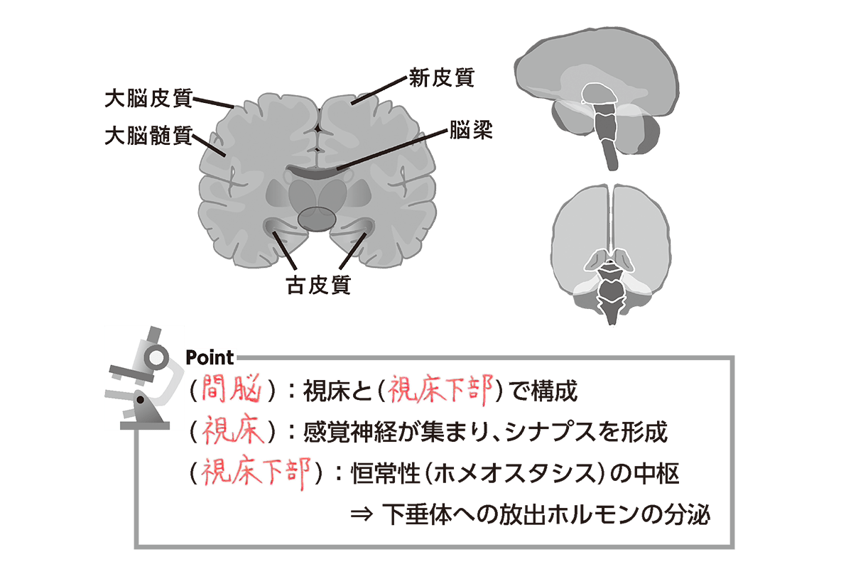 間脳とは？自律神経と本能を司る中枢の真実と2026年最新の脳科学