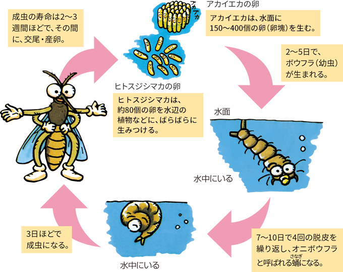 蚊の寿命は何日？わずか数週間で死ぬ真実と越冬サバイバルの謎