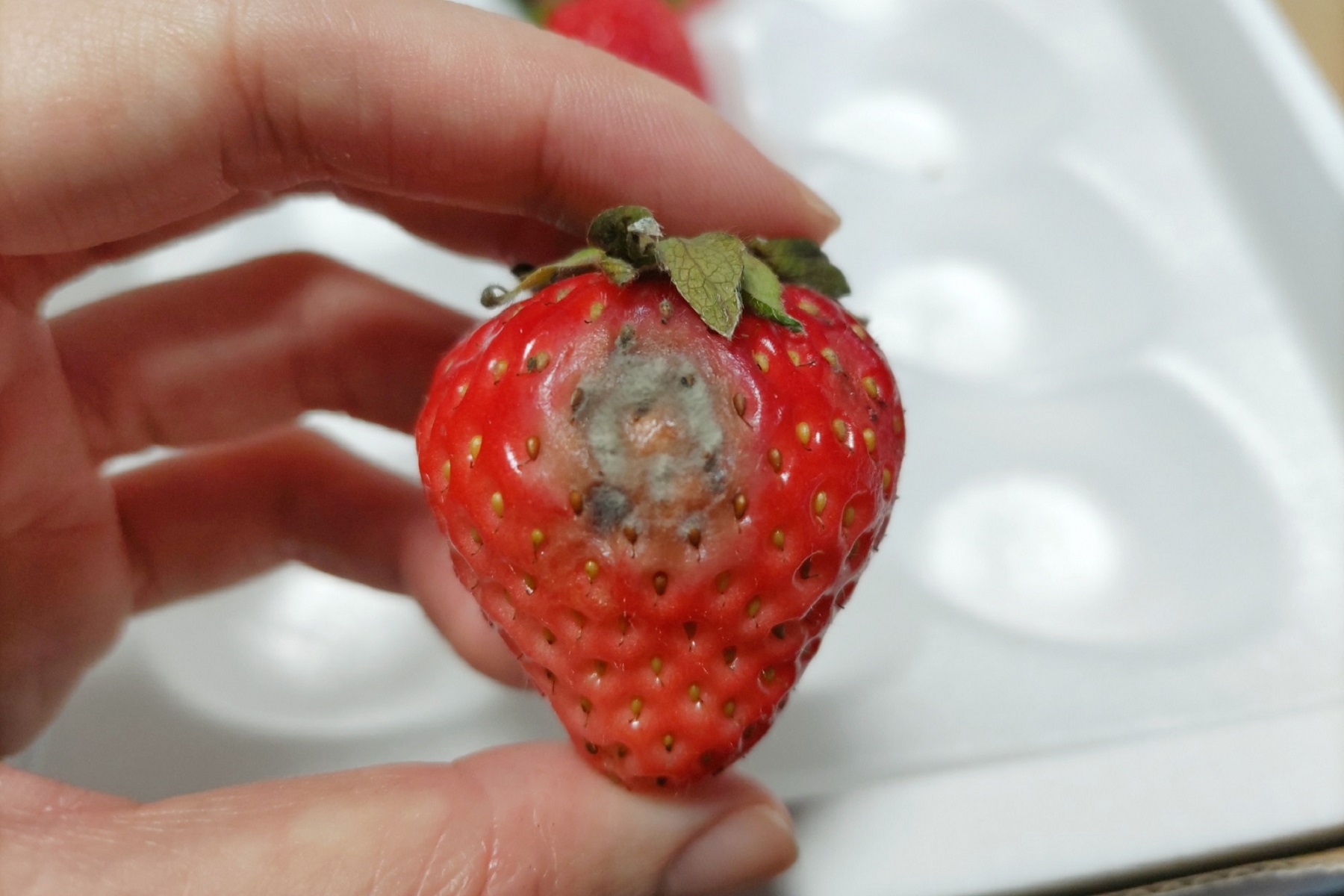 カビを食べてしまったら？潜伏期間や症状、絶対やってはいけない対処法