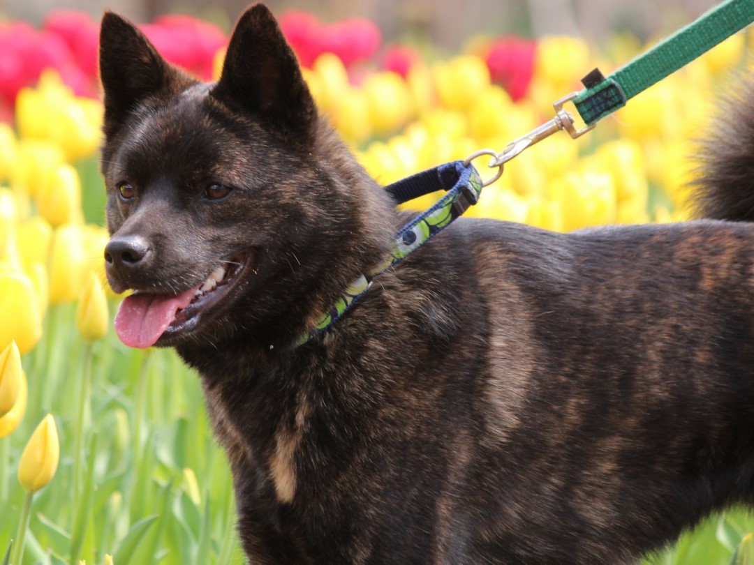 甲斐犬は飼いにくい？一代一主の忠誠心・性格と初心者が知るべき真実