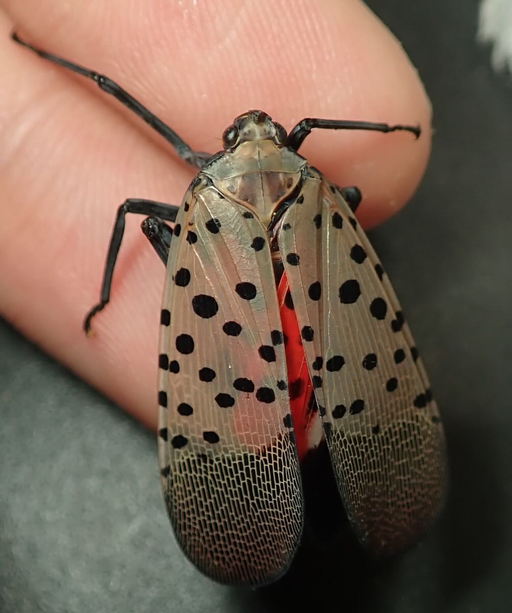 外来害虫シタベニハゴロモの猛威と駆除法｜果樹被害と毒性の真相