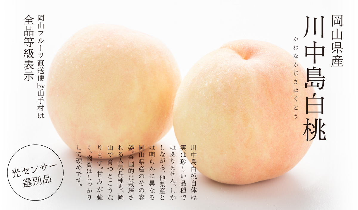 川中島白桃はなぜ桃の王様？プロが教える驚きの糖度と失敗しない追熟の極意