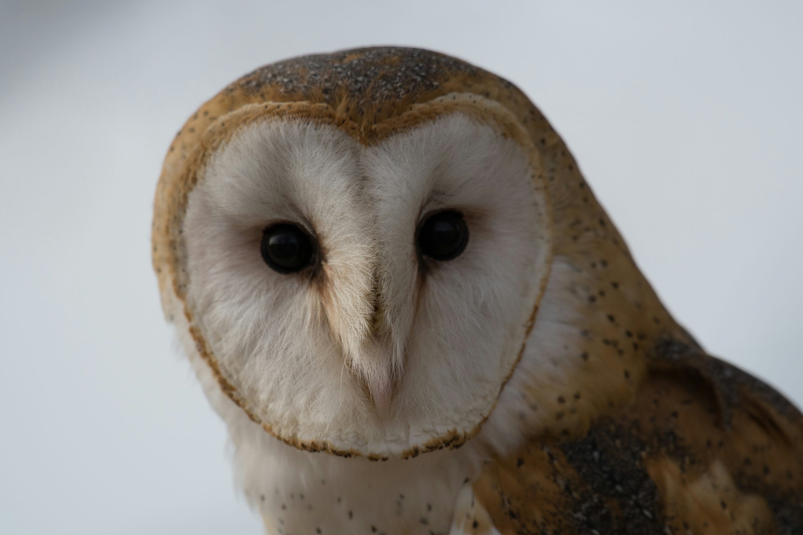 フクロウが気持ち悪いと言われる理由｜羽なし姿や耳の衝撃生態を徹底検証